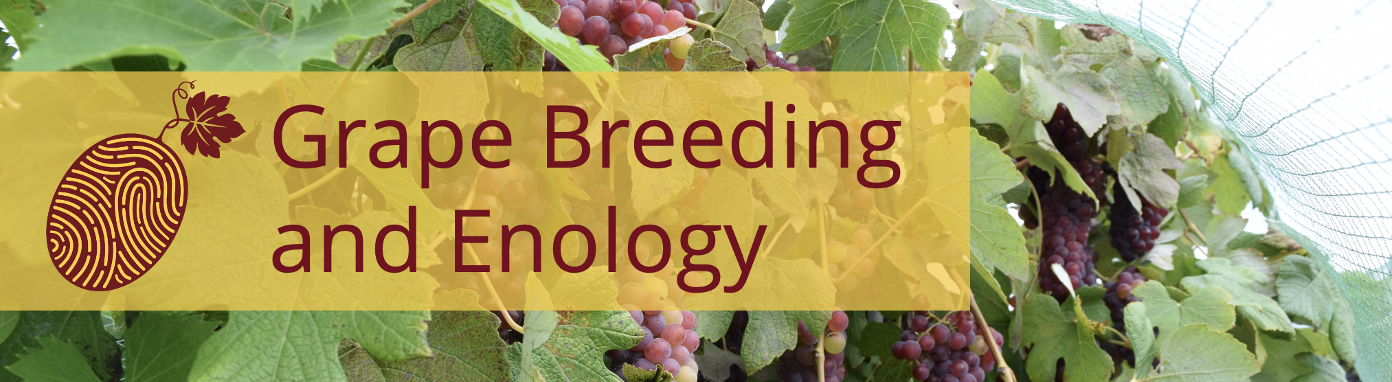 Image of red grape clusters with thumprint grape breeding logo and the words "Grape breeding and enology"