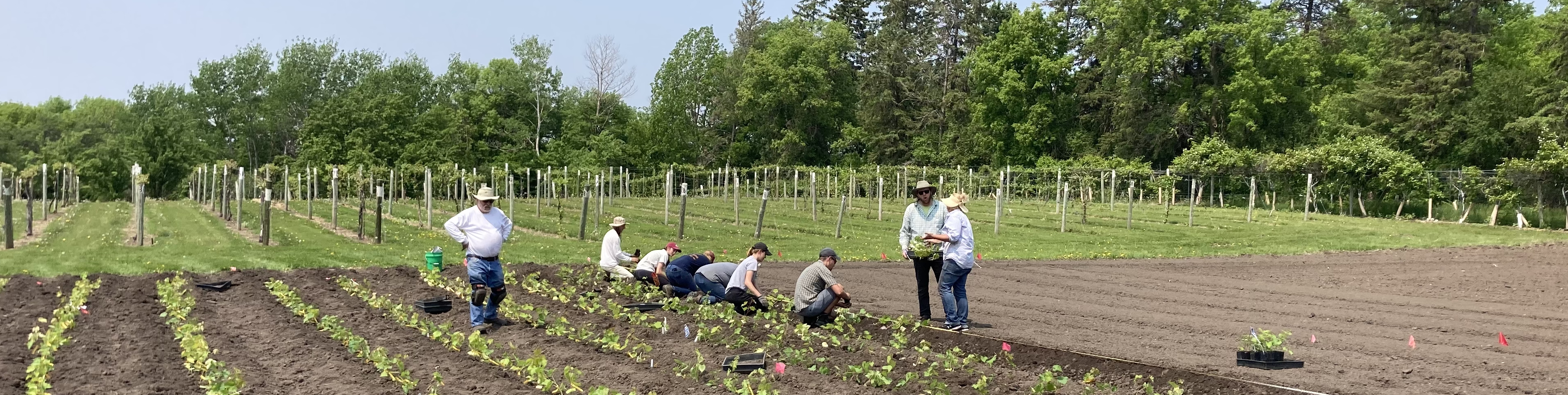 Image of grape research team planting spring nursery
