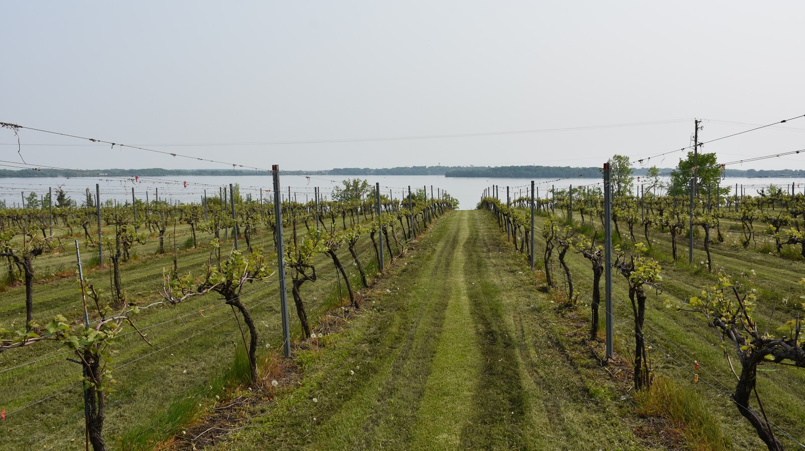 Sovereign Estate's vineyard overlooking a lake