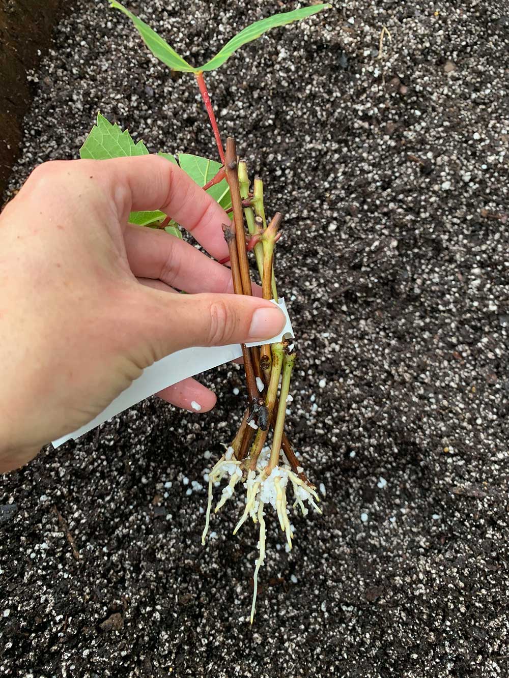 Semi-hardwood grapevine cuttings taken in the summer and rooted in perlite growing media.