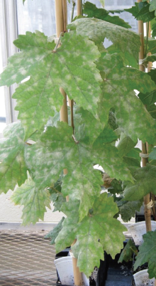 Image of grapevine infected with powdery mildew
