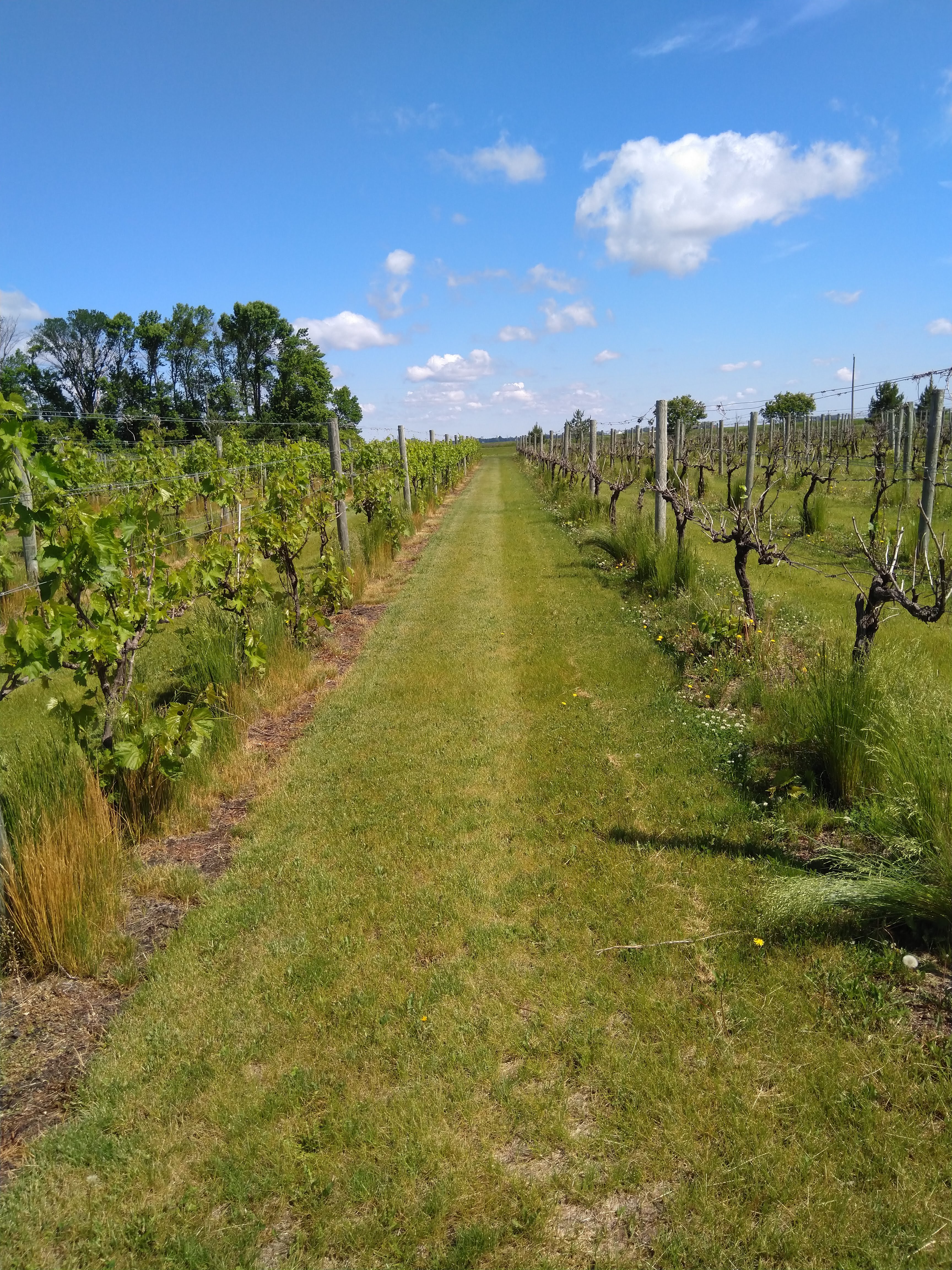 A vineyard with Frontenac blanc on the left and Marquette on the right, following winter injury