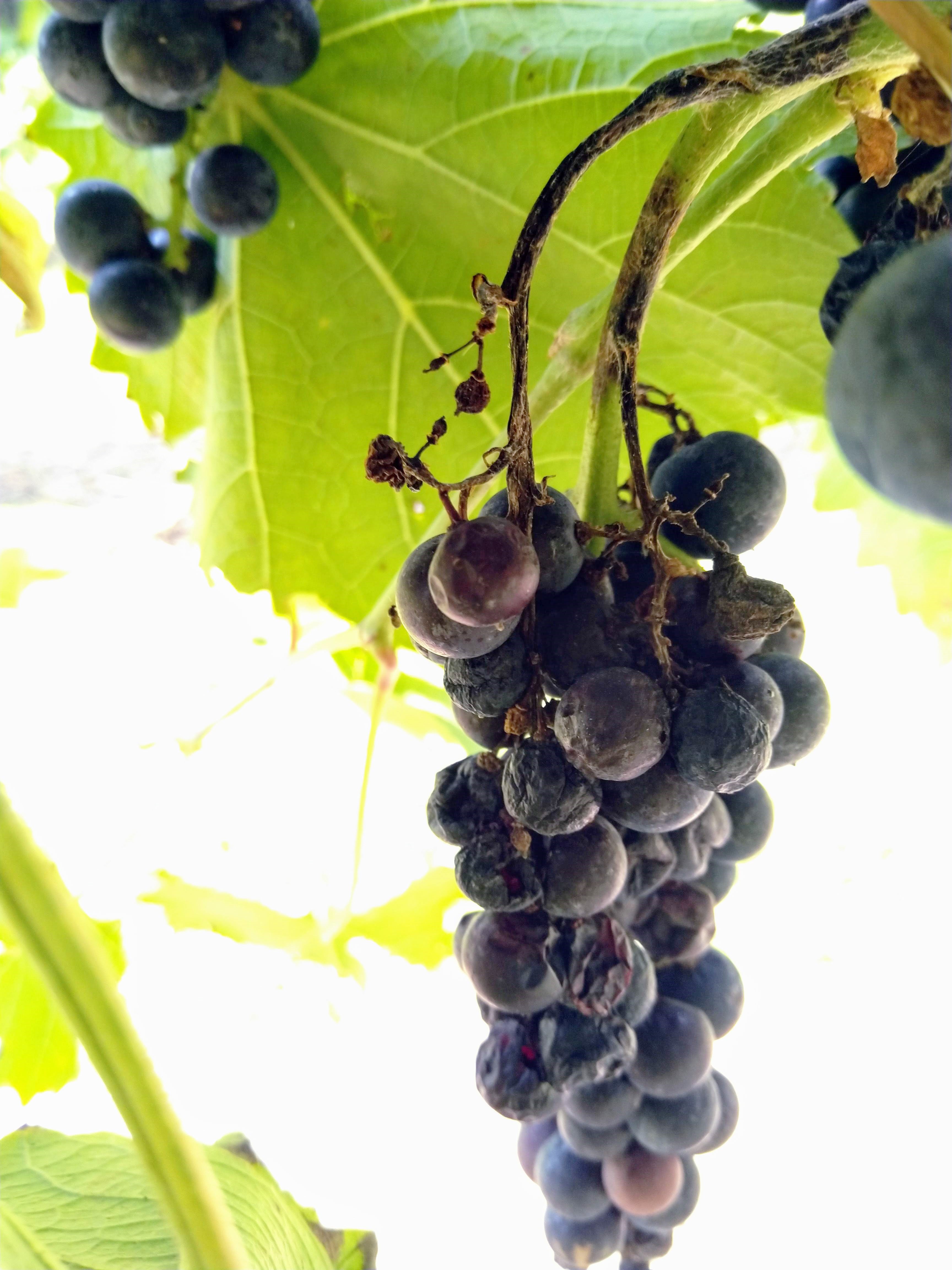 Shriveled grape cluster on the vine