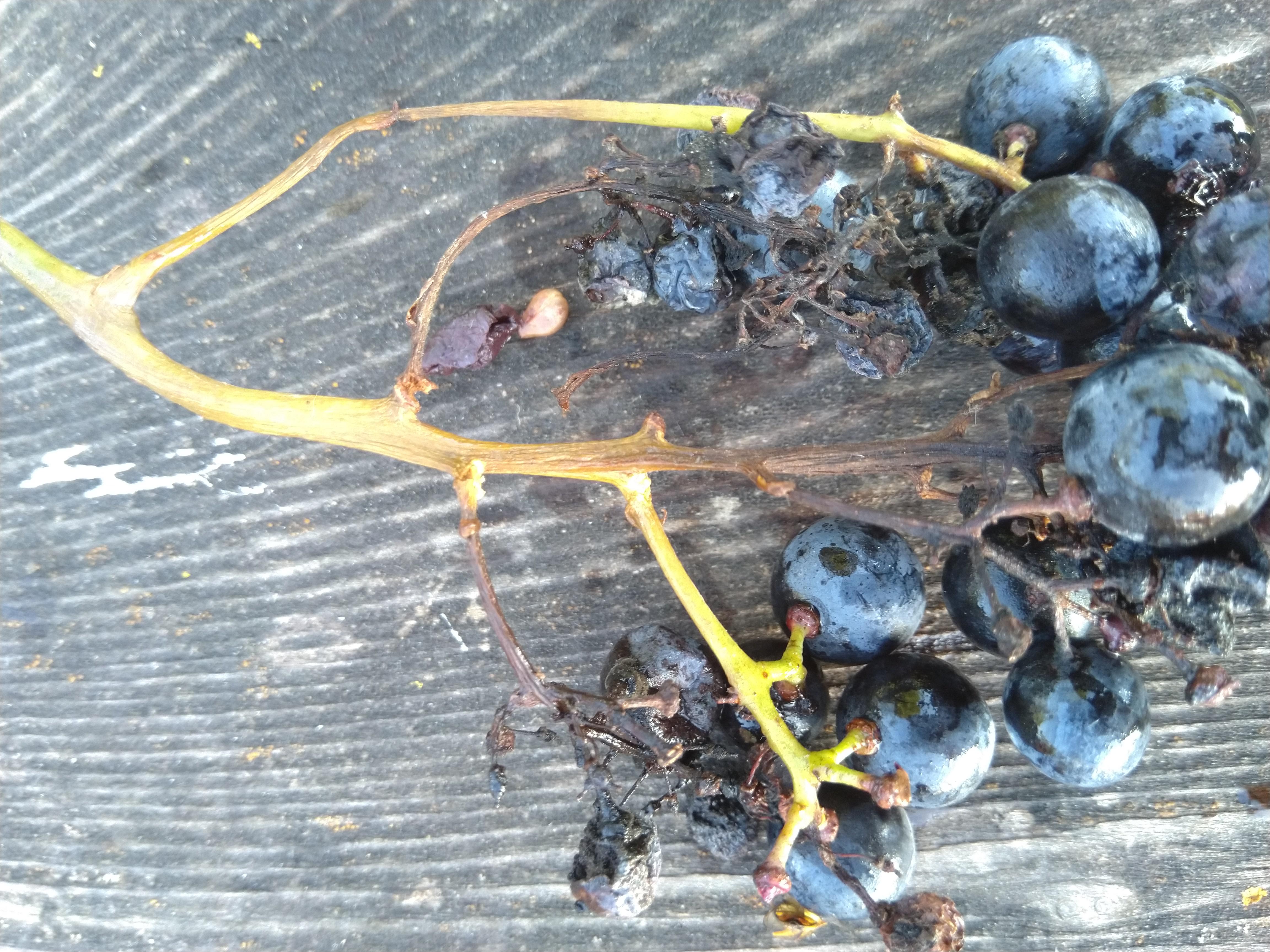A shriveled grape cluster