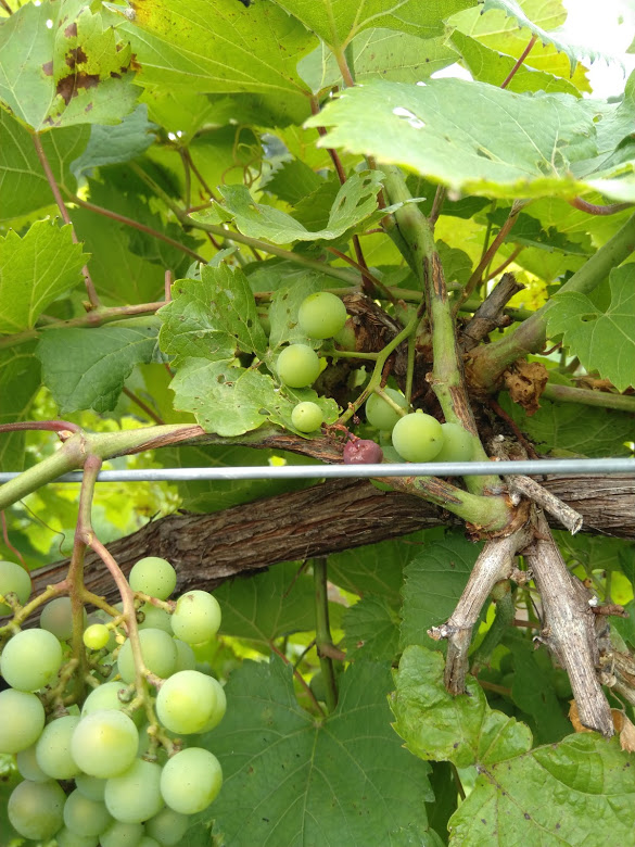 Phomopsis lesions on a grapevine cane