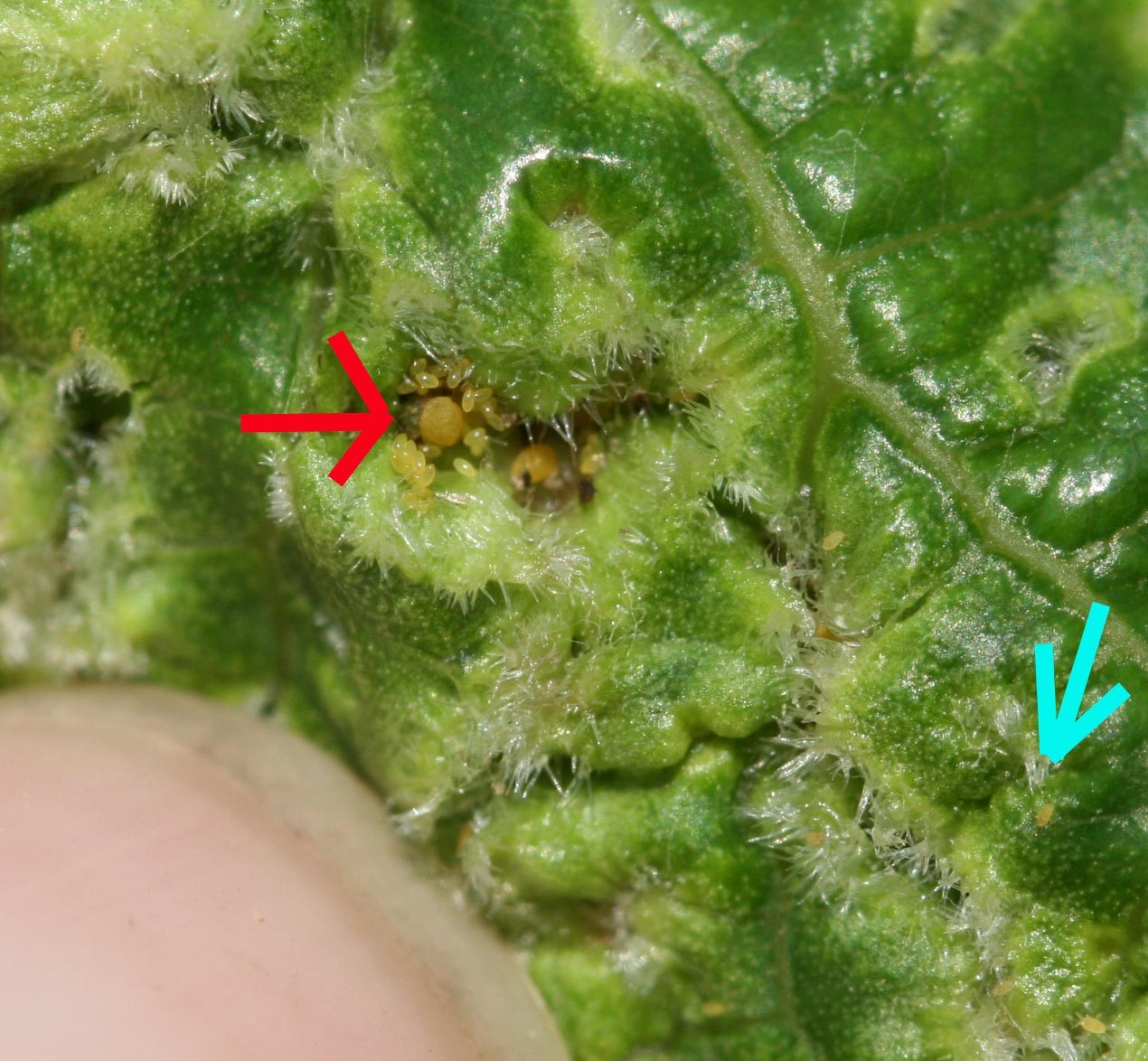 Close up view of a grapevine leaf with phylloxera eggs and adults in it