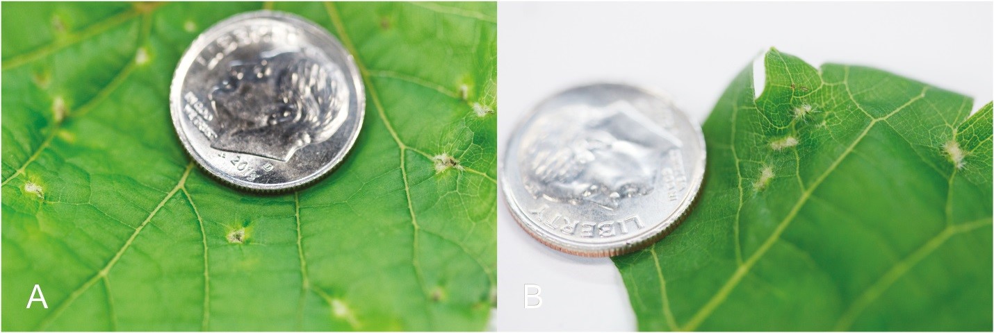 Phylloxera galls in beginning stages on a grapevine leaf