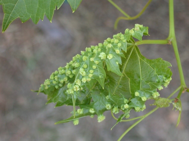 Phylloxera galls covering a grapevine leaf