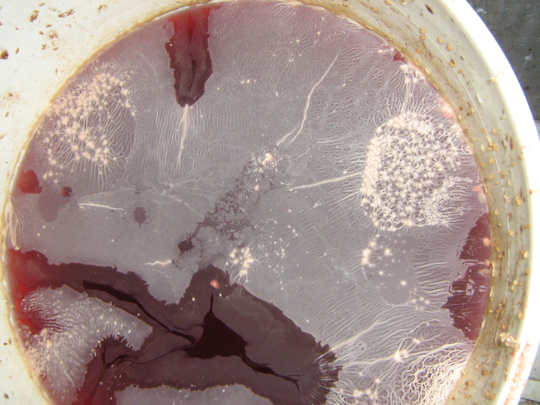Red wine fermenting with a layer of surface yeast or mold