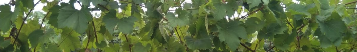 Grapevine canopy